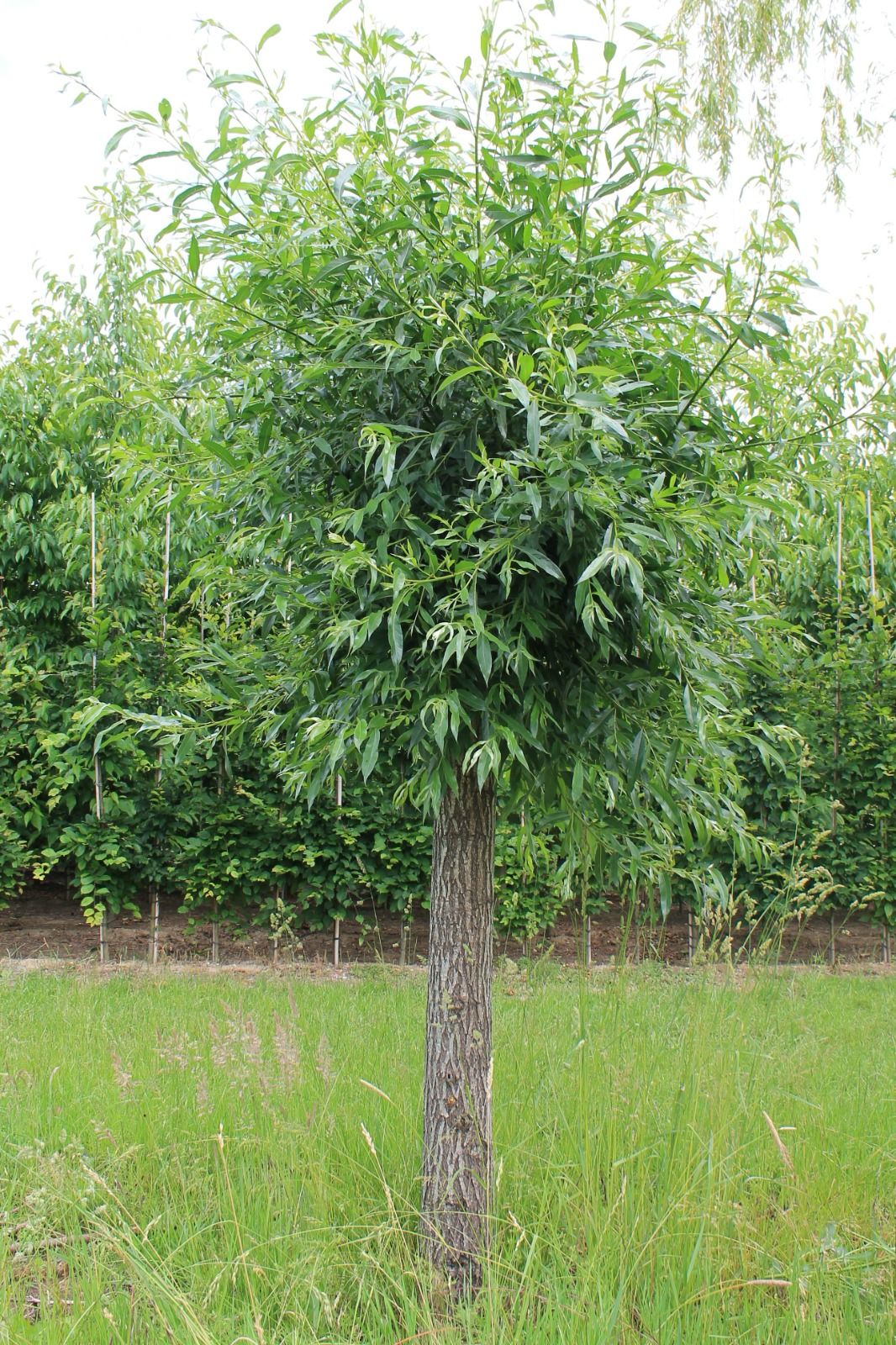 Wilg | knotvorm (knotwilg)