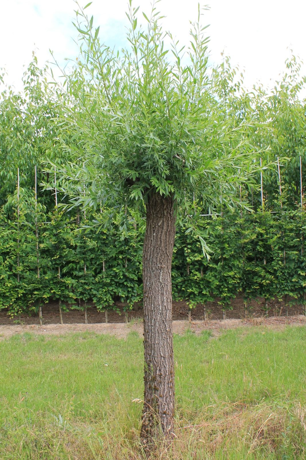 Wilg | knotvorm (knotwilg)