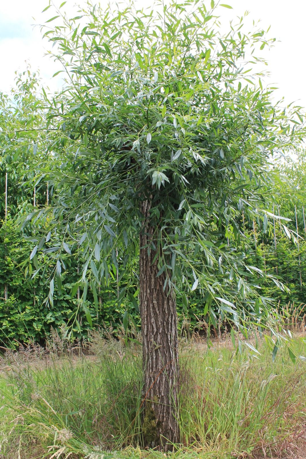 Wilg | knotvorm (knotwilg)