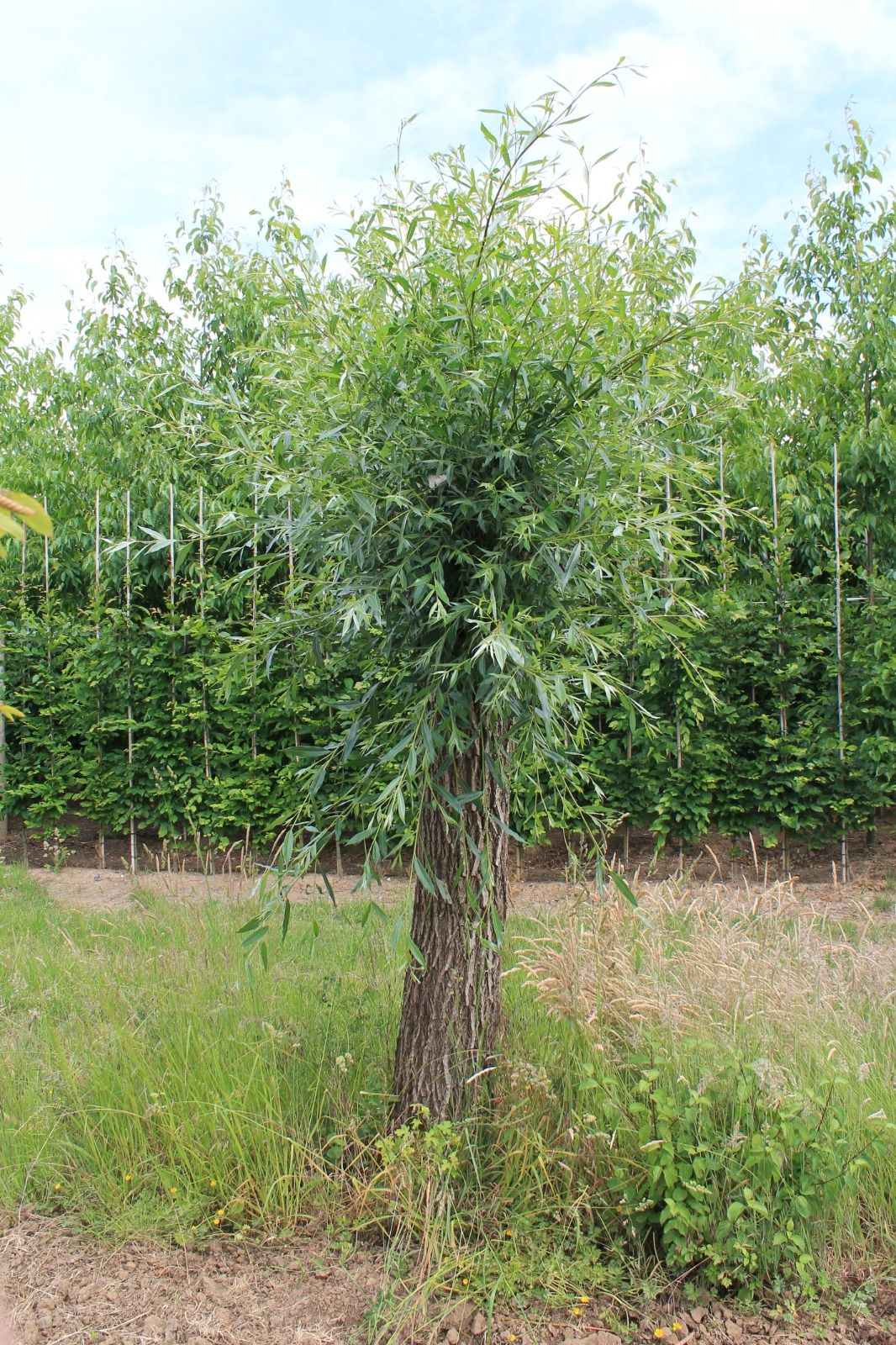 Wilg | knotvorm (knotwilg)