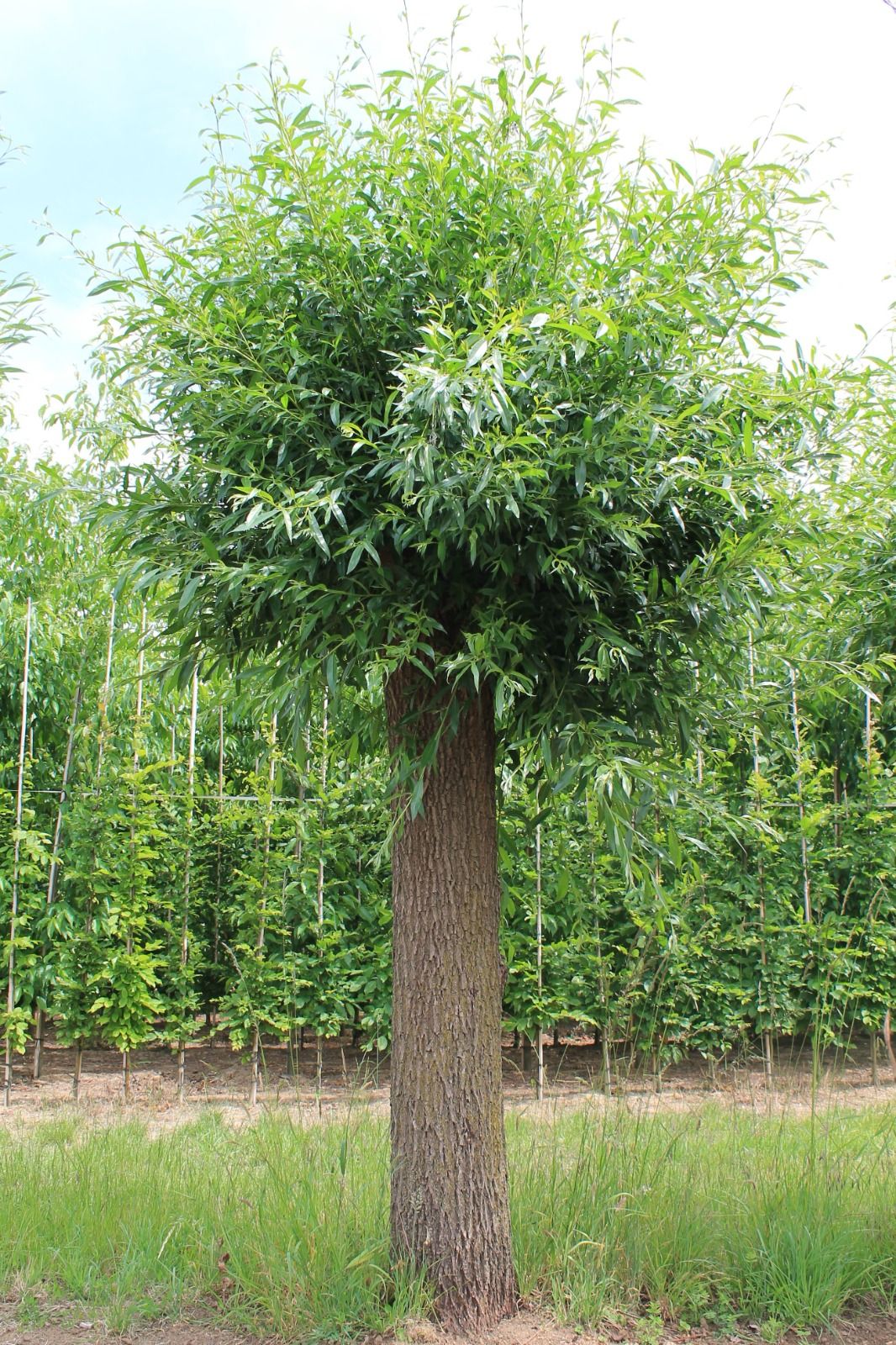 Wilg | knotvorm (knotwilg)