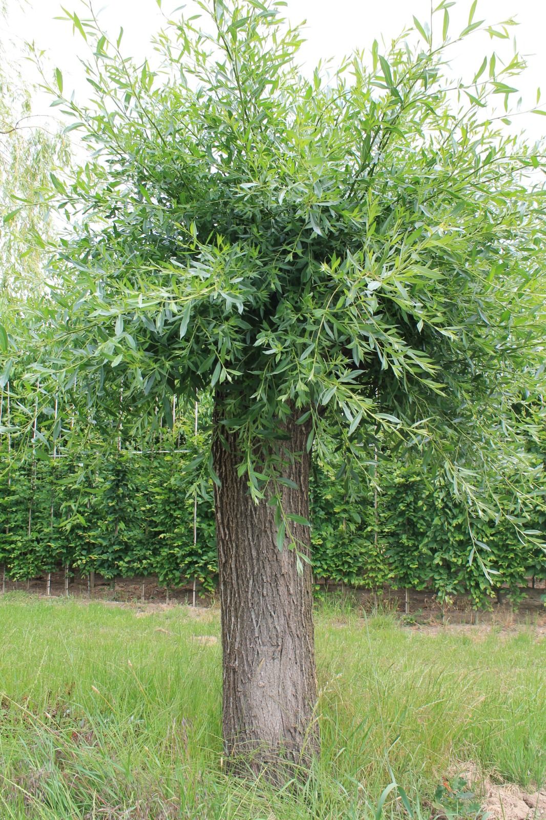 Wilg | knotvorm (knotwilg)