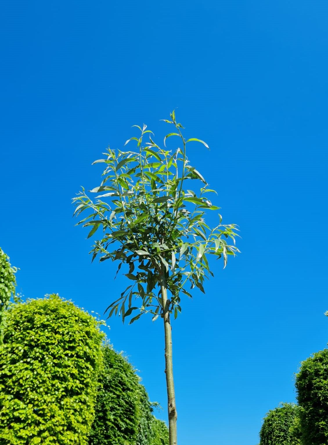 Wilg | knotvorm (knotwilg)