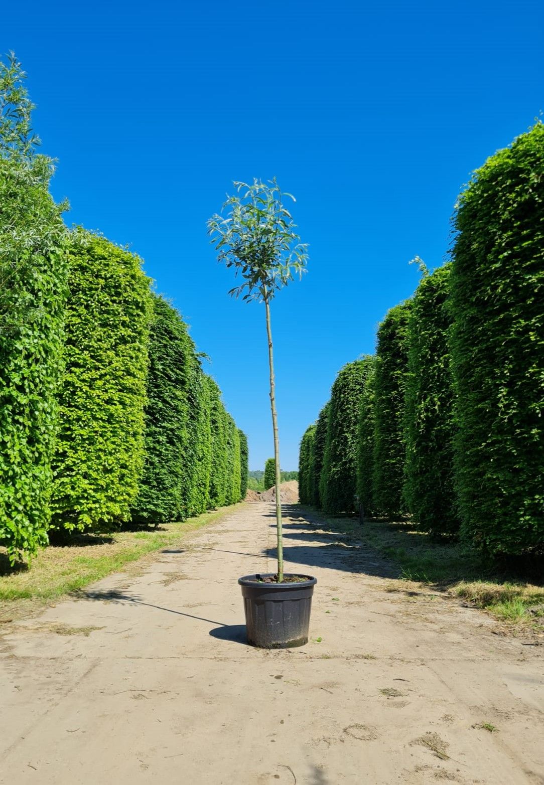 Wilg | knotvorm (knotwilg)