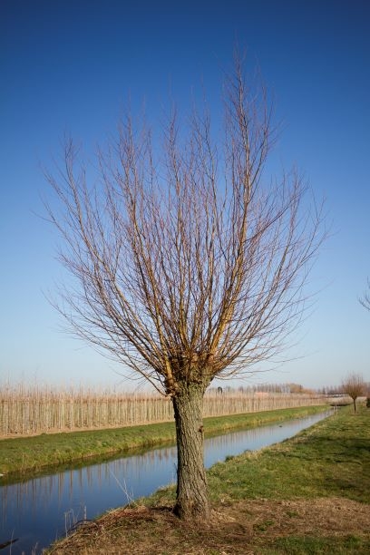 Wilg | knotvorm (knotwilg)