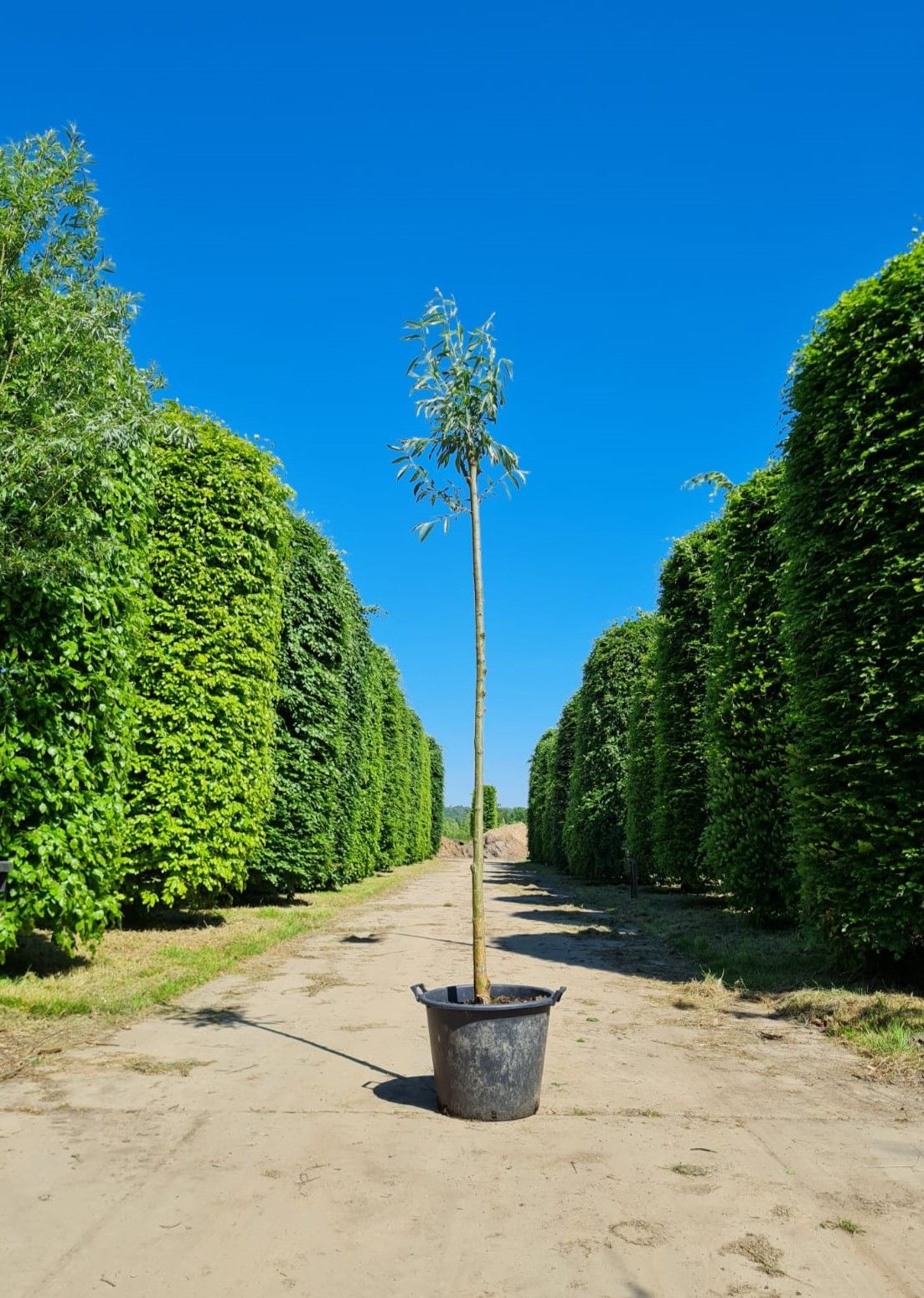 Wilg | knotvorm (knotwilg)