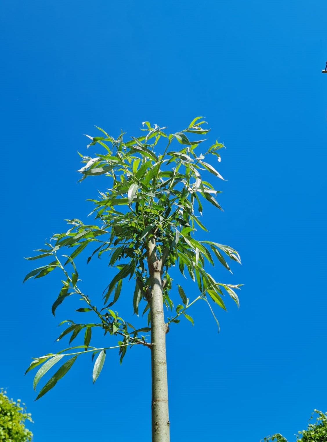 Wilg | knotvorm (knotwilg)