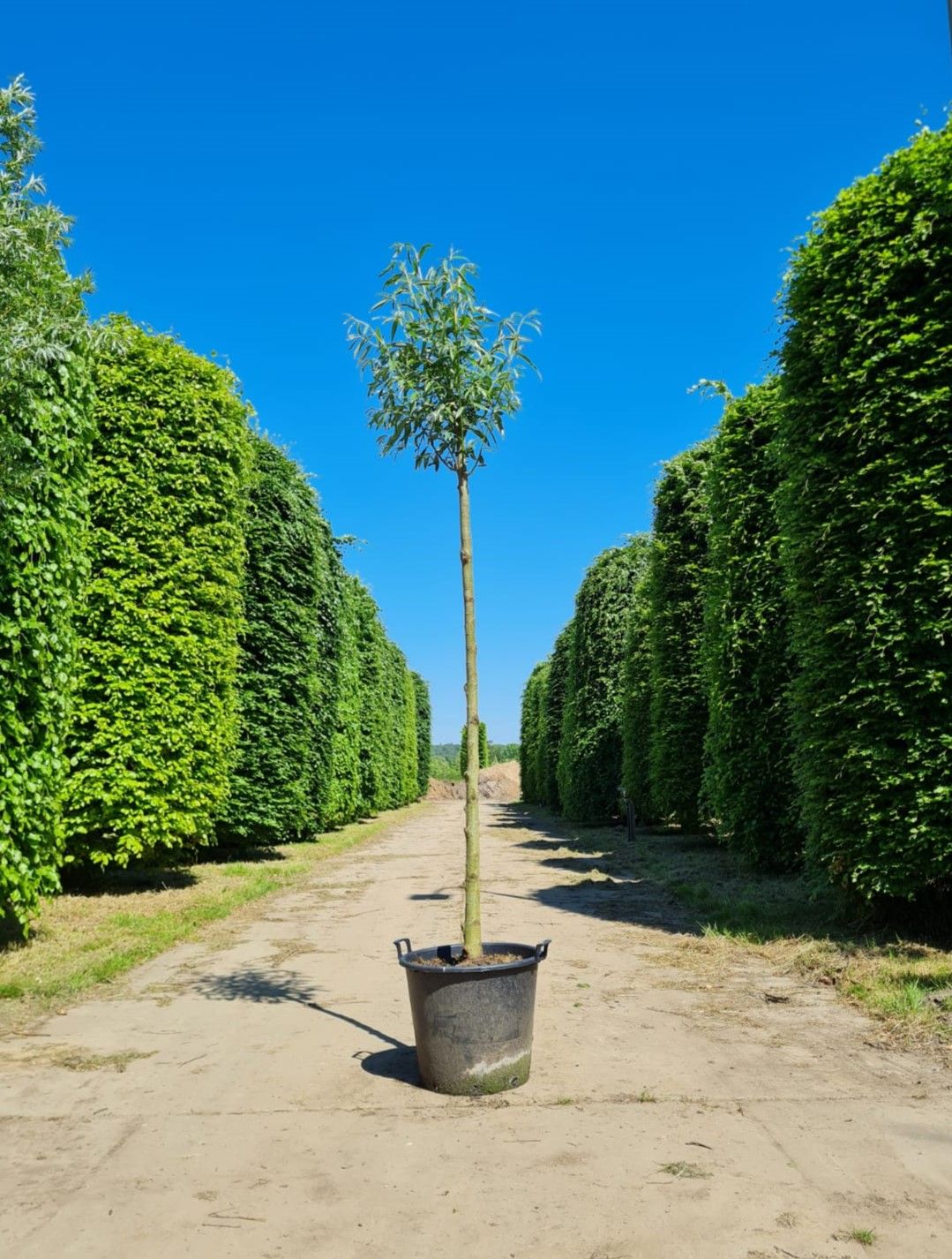 Wilg | knotvorm (knotwilg)