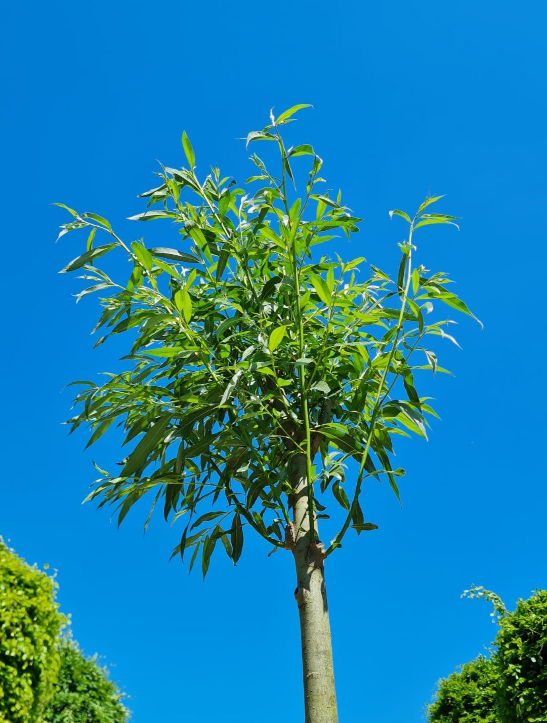 Wilg | knotvorm (knotwilg)