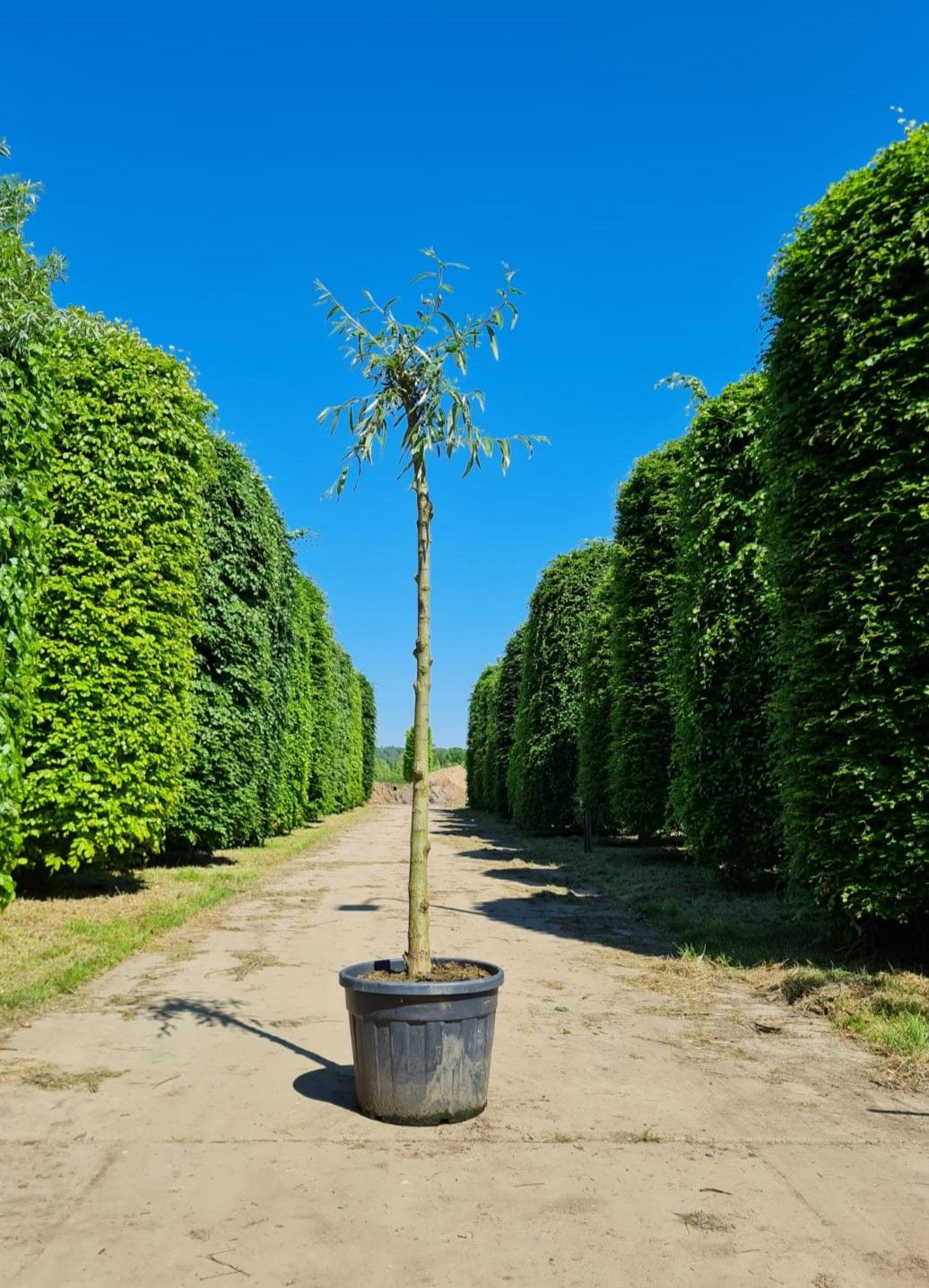 Wilg | knotvorm (knotwilg)