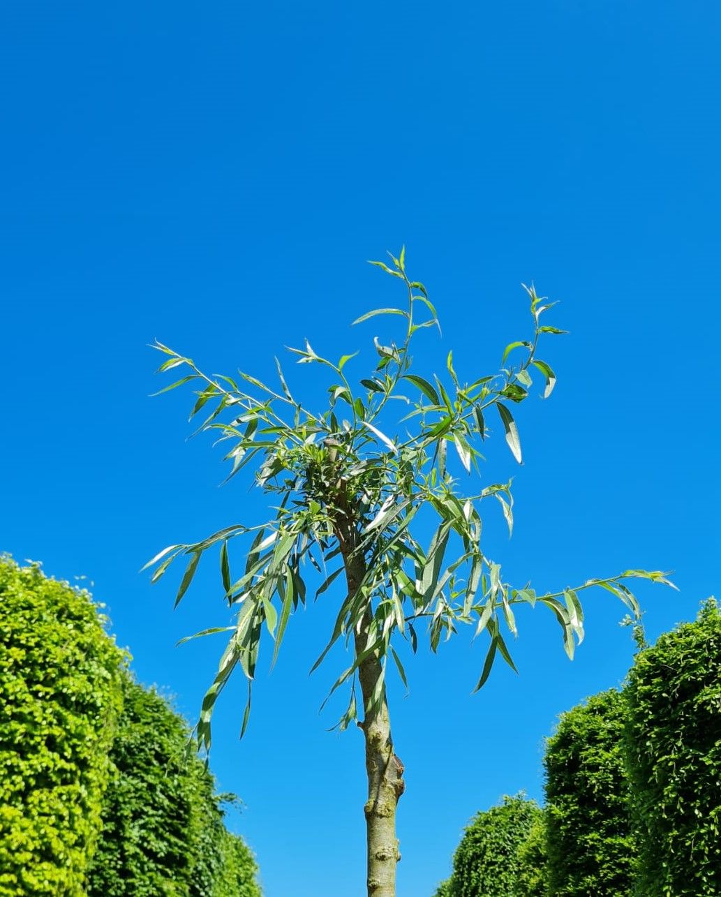 Wilg | knotvorm (knotwilg)