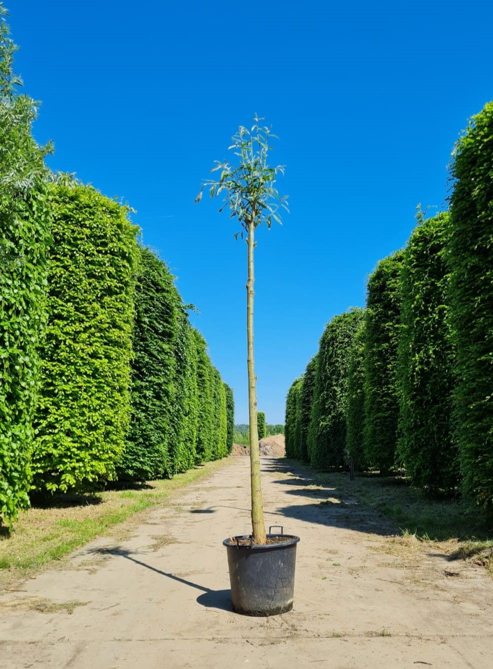 Wilg | knotvorm (knotwilg)