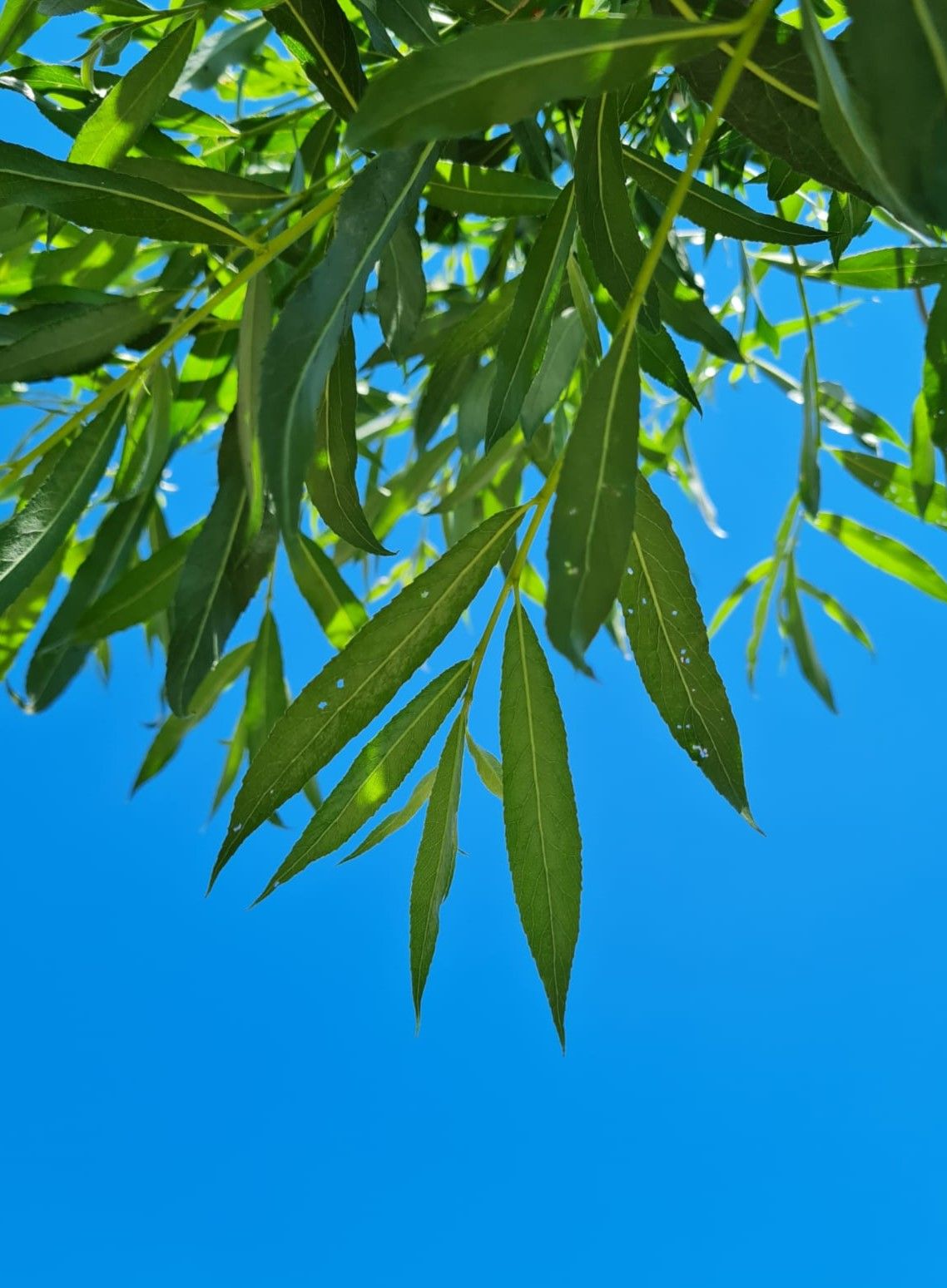 Wilg | knotvorm (knotwilg)