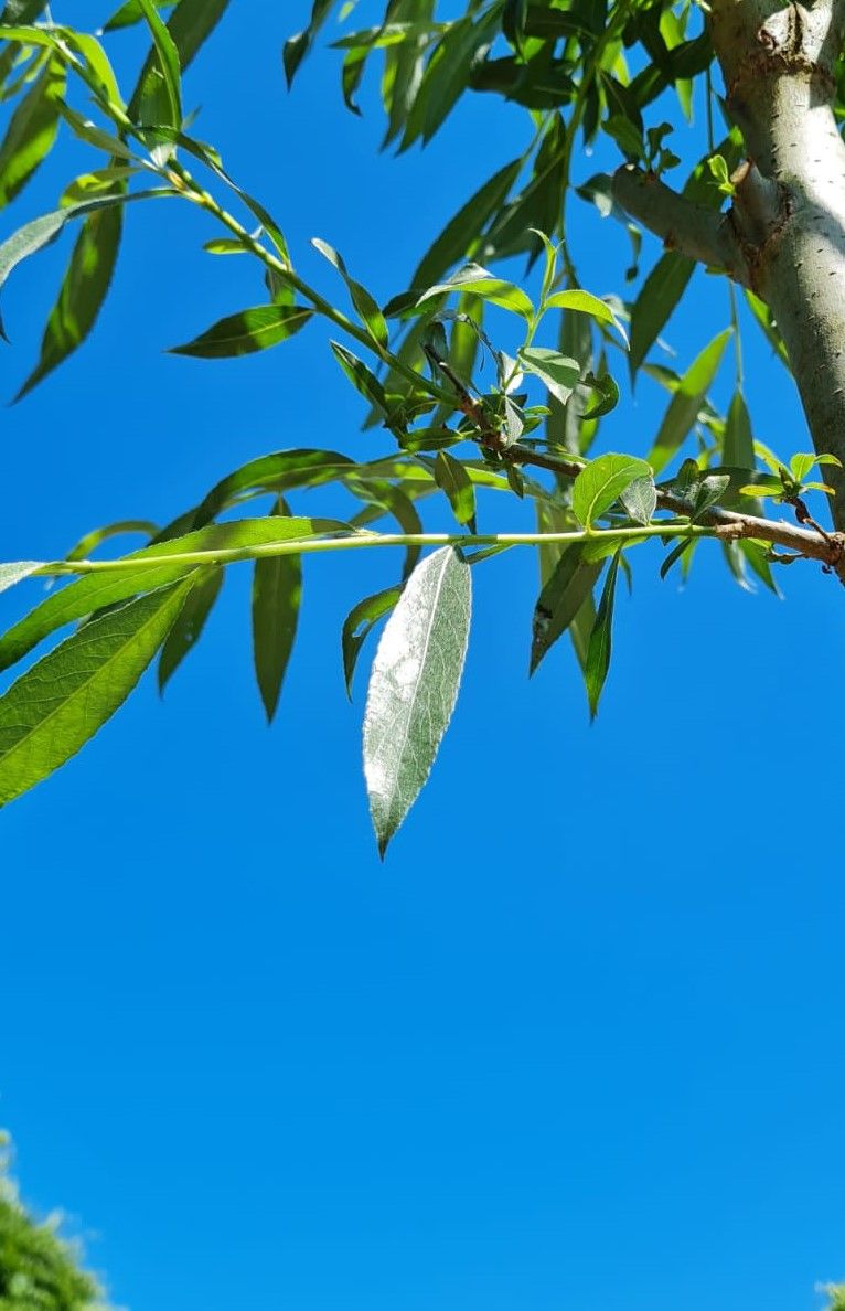 Wilg | knotvorm (knotwilg)