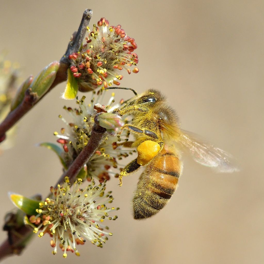 Wilg | knotvorm (knotwilg)