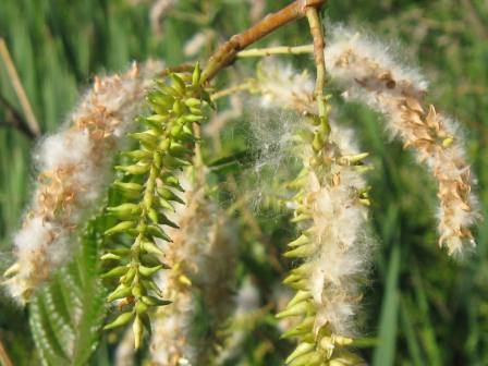 Wilg | knotvorm (knotwilg)