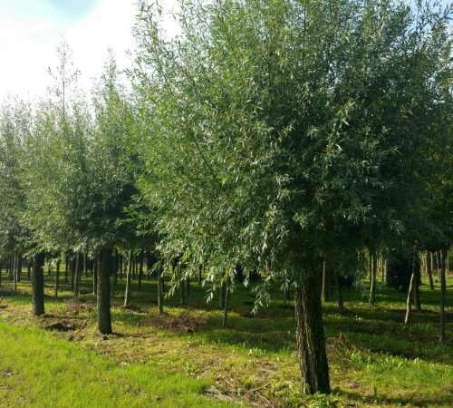 Wilg | knotvorm (knotwilg)