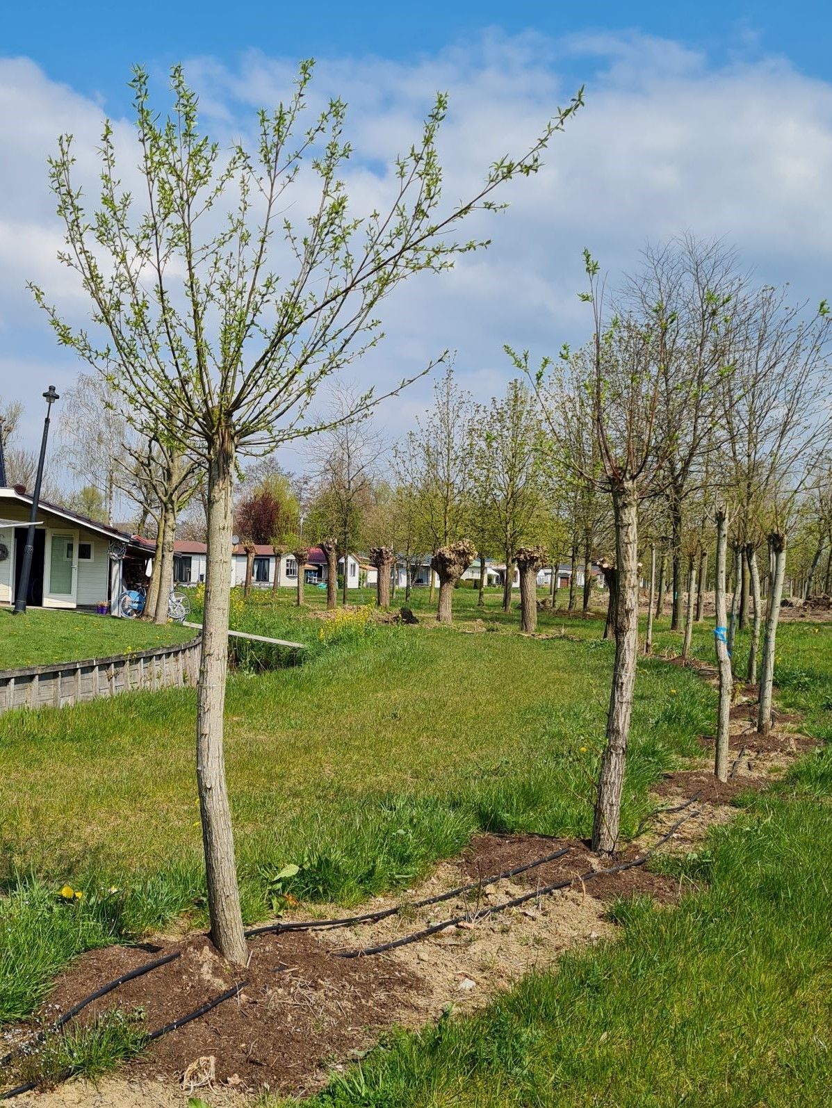 Wilg | knotvorm (knotwilg)