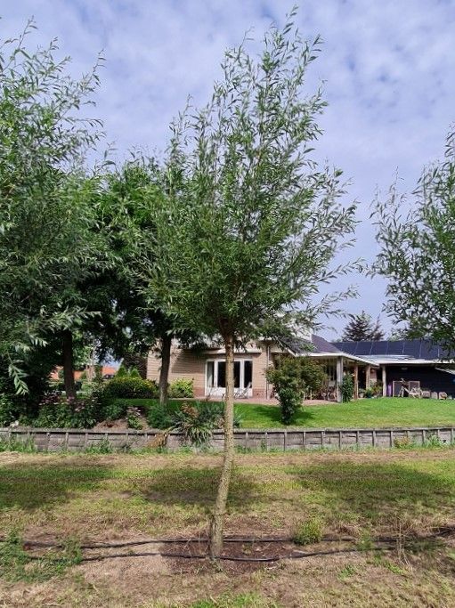 Wilg | knotvorm (knotwilg)