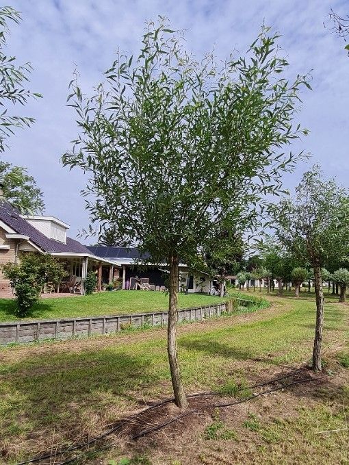 Wilg | knotvorm (knotwilg)