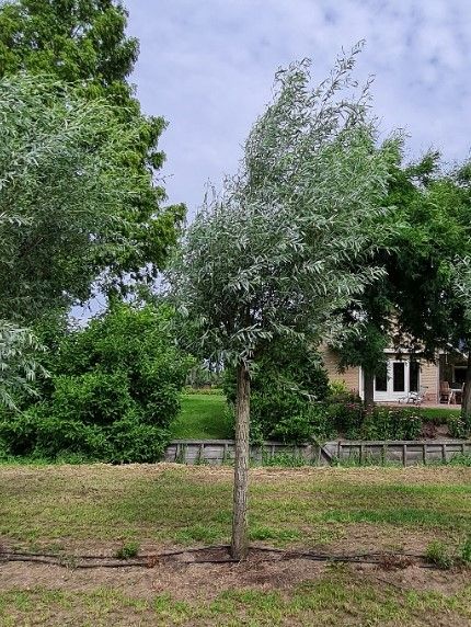 Wilg | knotvorm (knotwilg)