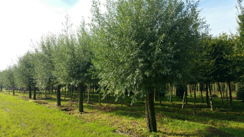 Wilg | knotvorm (knotwilg)