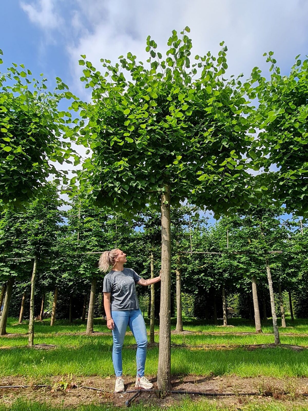 Zomerlinde | Leivorm