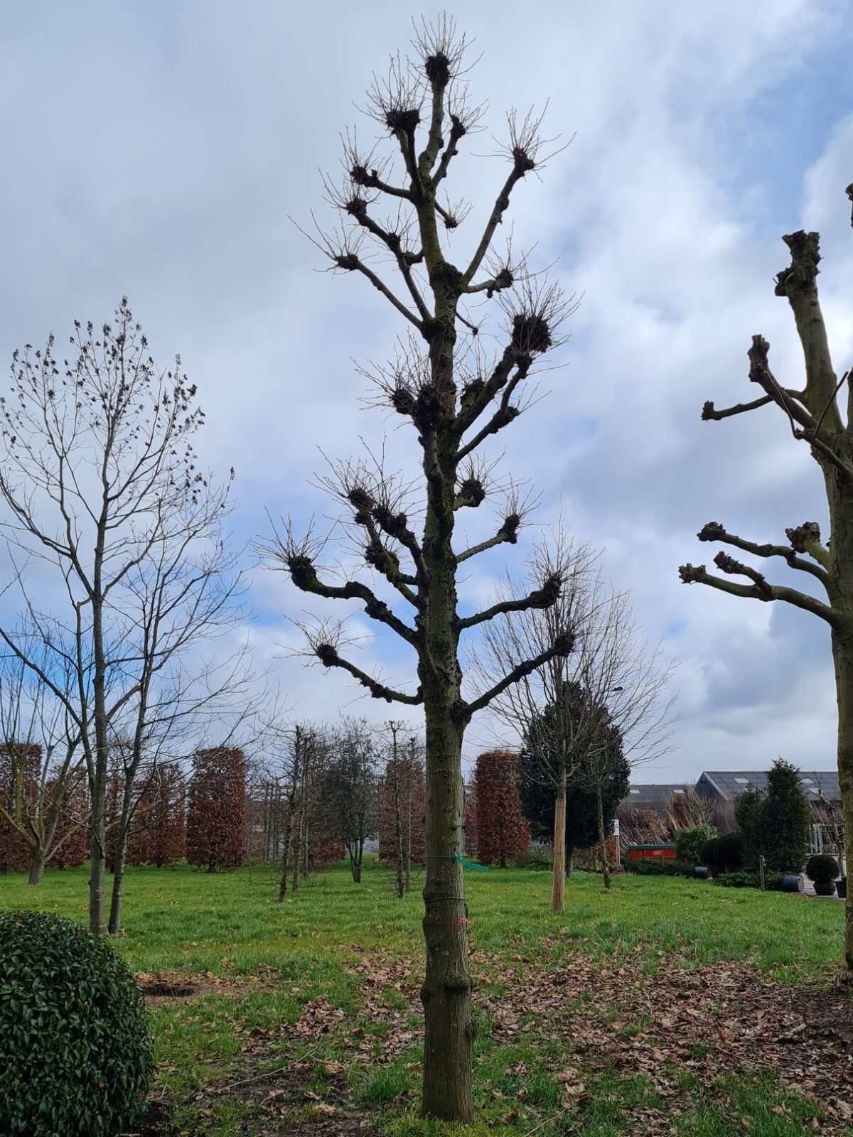 Koningslinde | Kandelabervorm