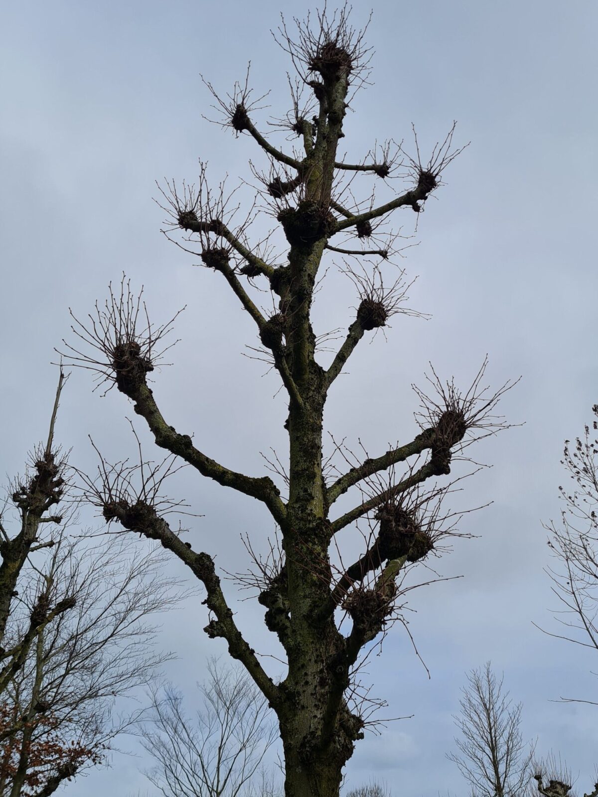 Koningslinde | Kandelabervorm