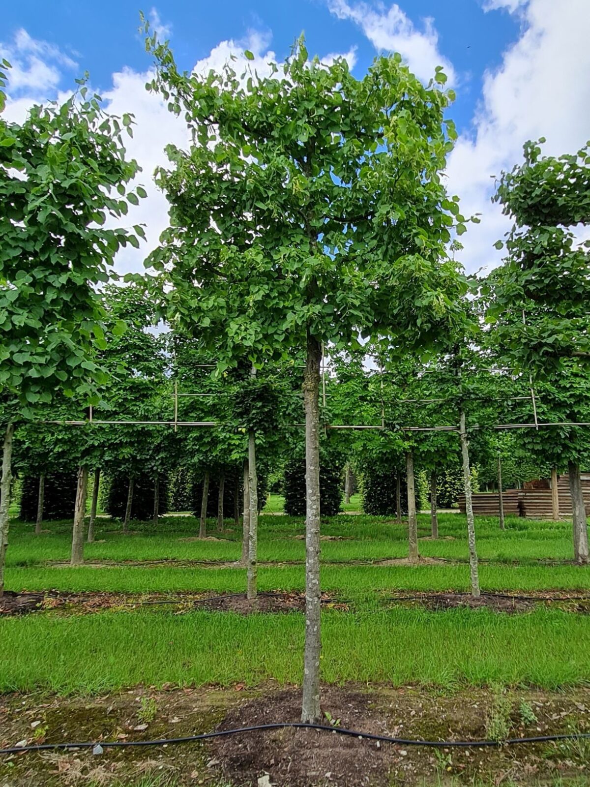 Zomerlinde | Leivorm