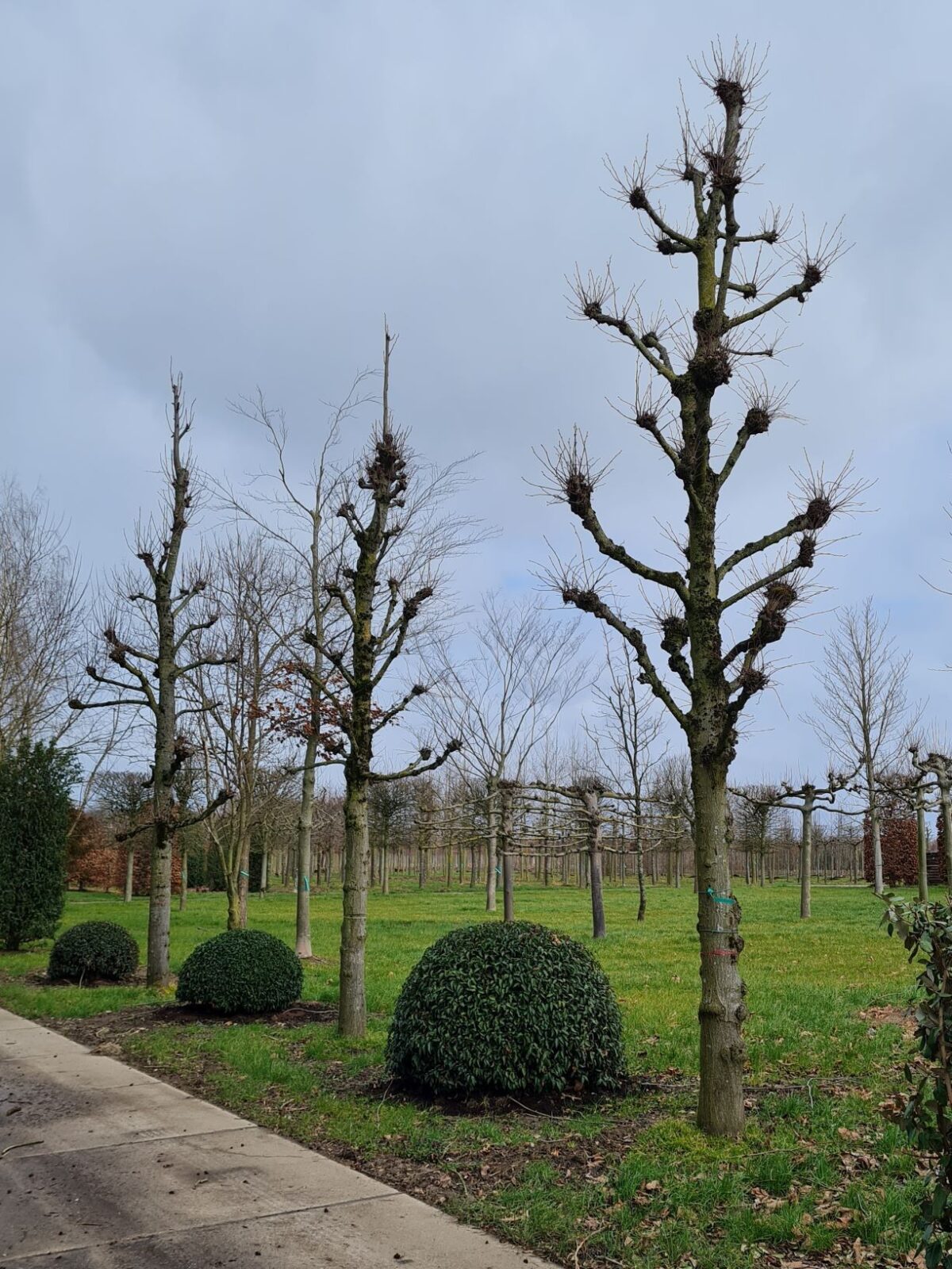 Koningslinde | Kandelabervorm