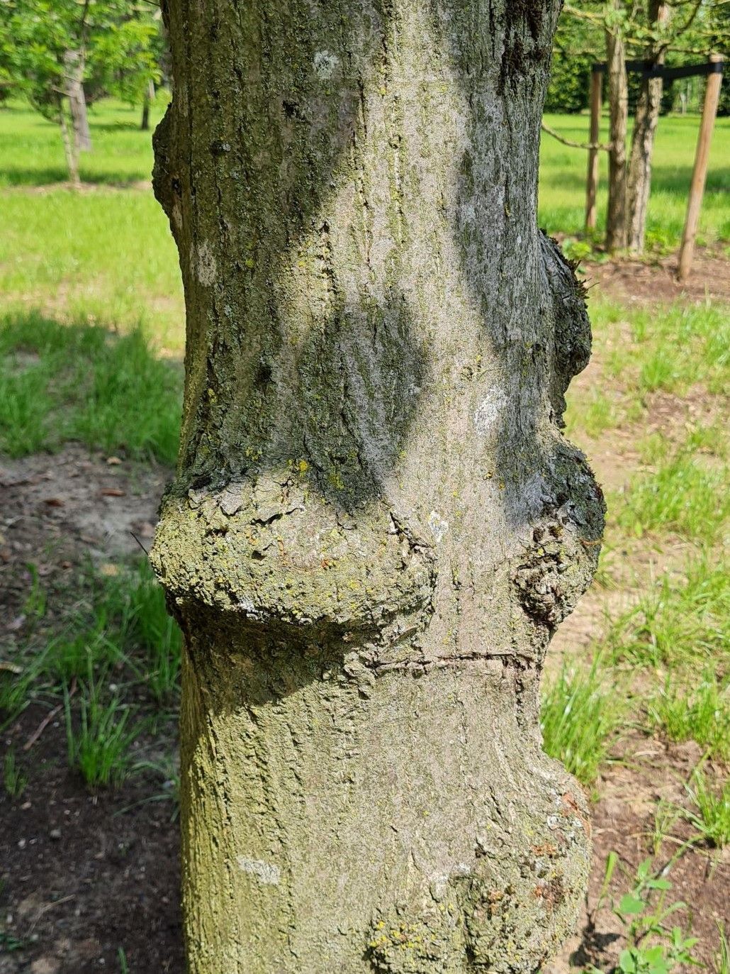 Koningslinde | Kandelabervorm