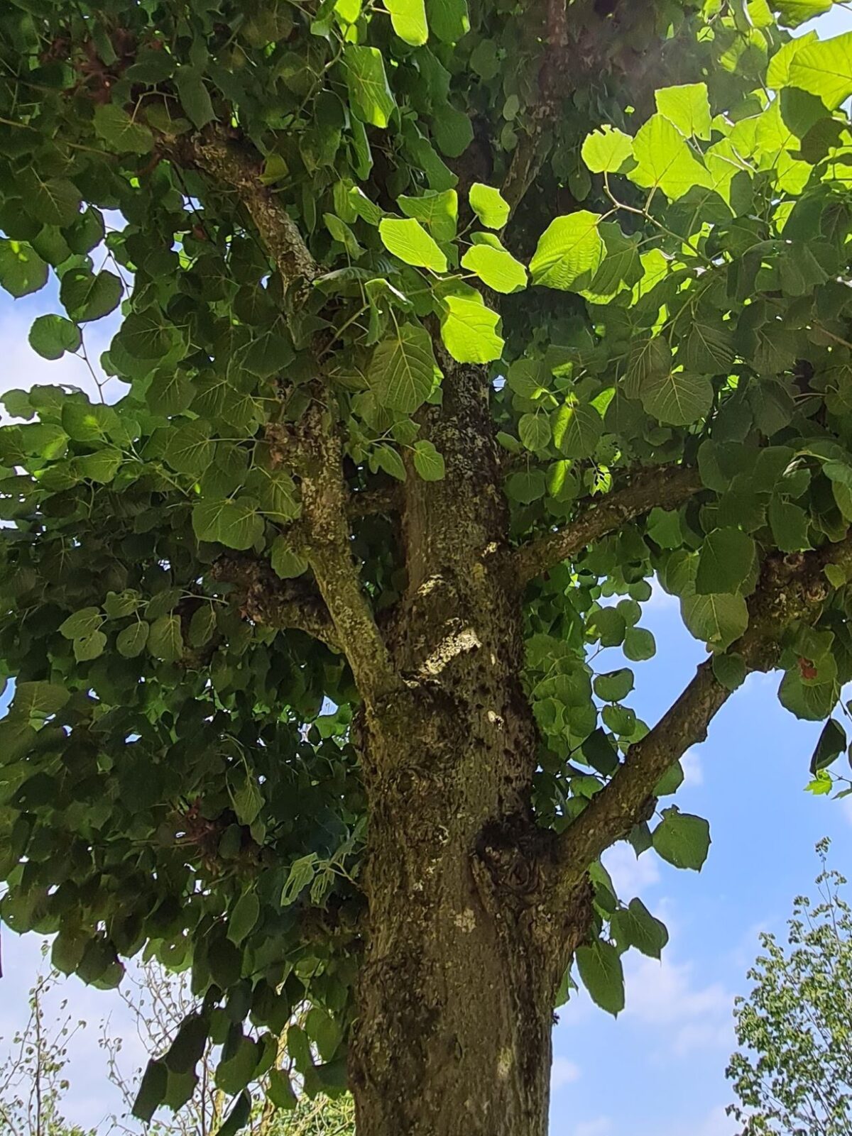 Koningslinde | Kandelabervorm