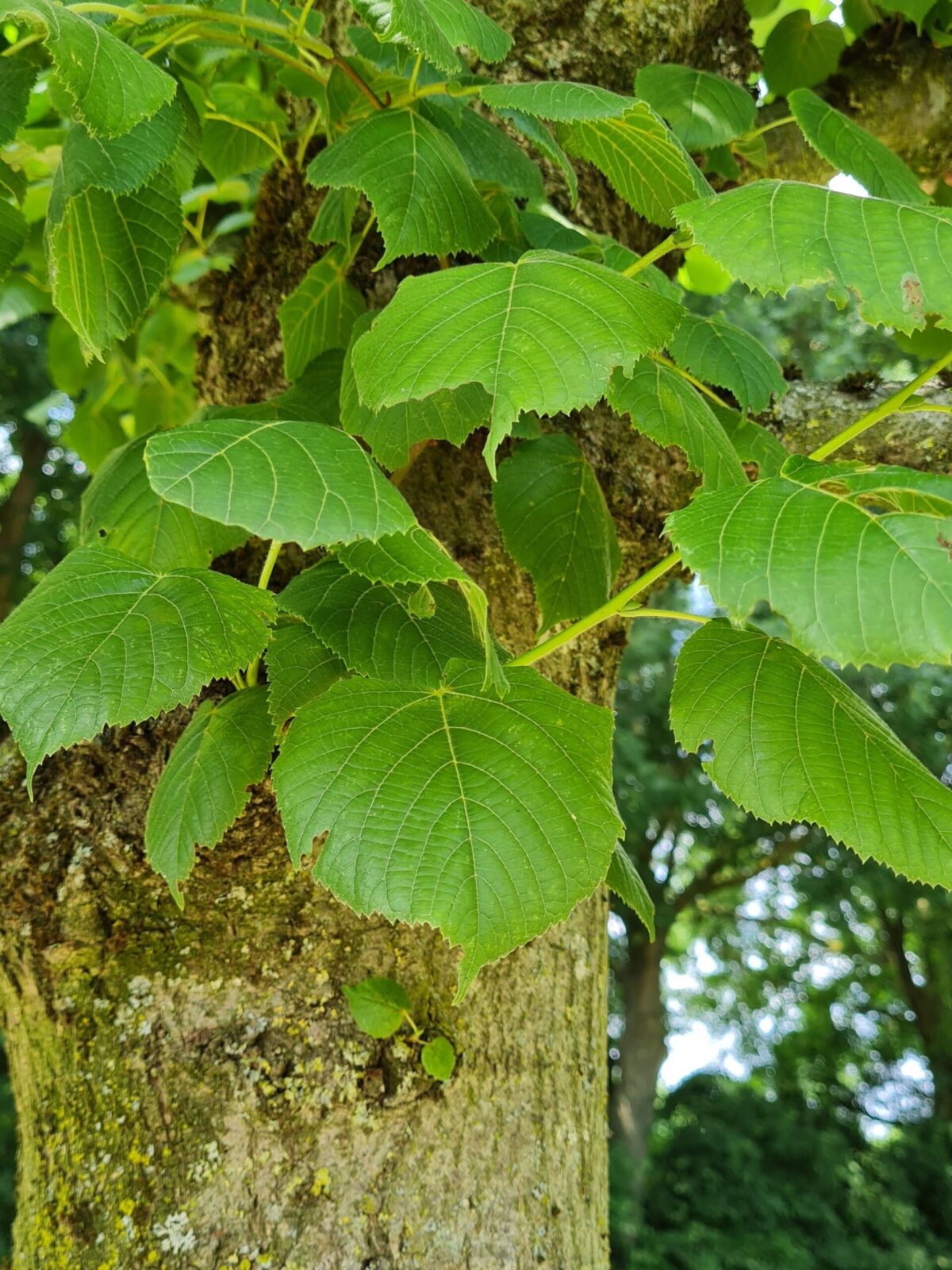 Koningslinde | Kandelabervorm