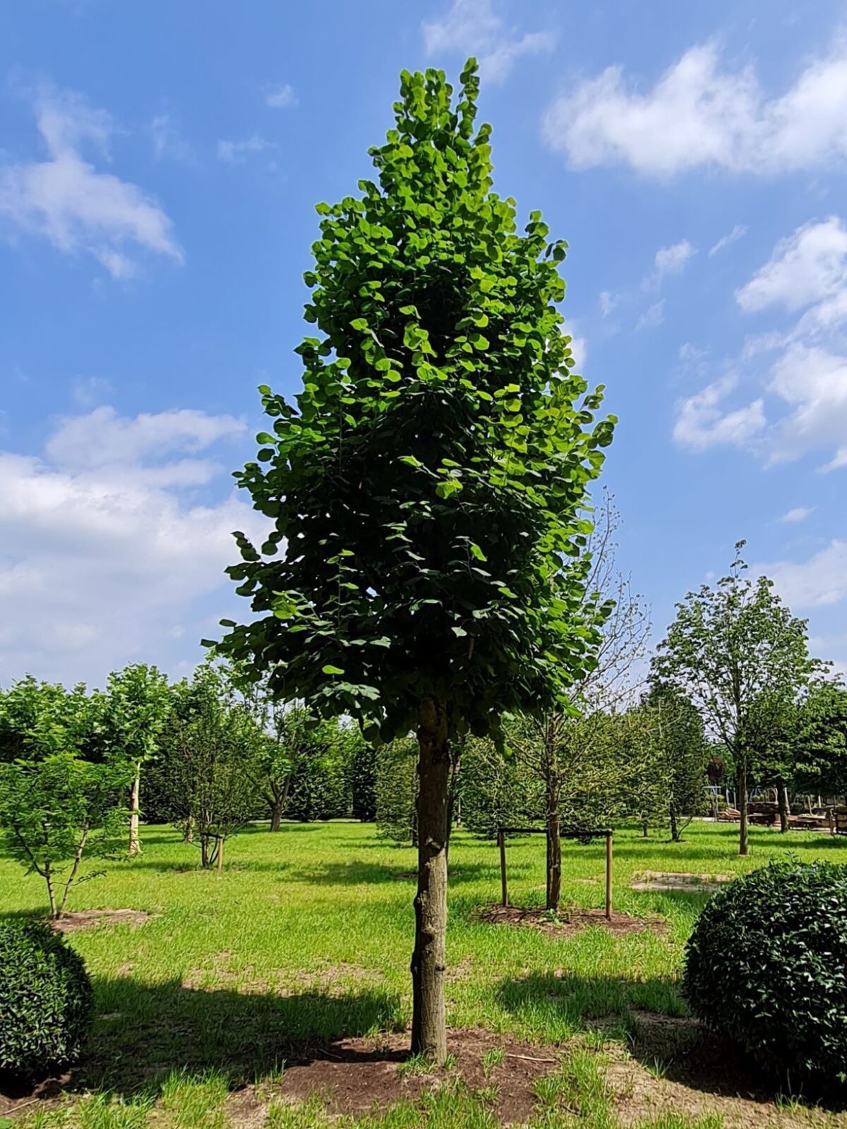 Koningslinde | Kandelabervorm