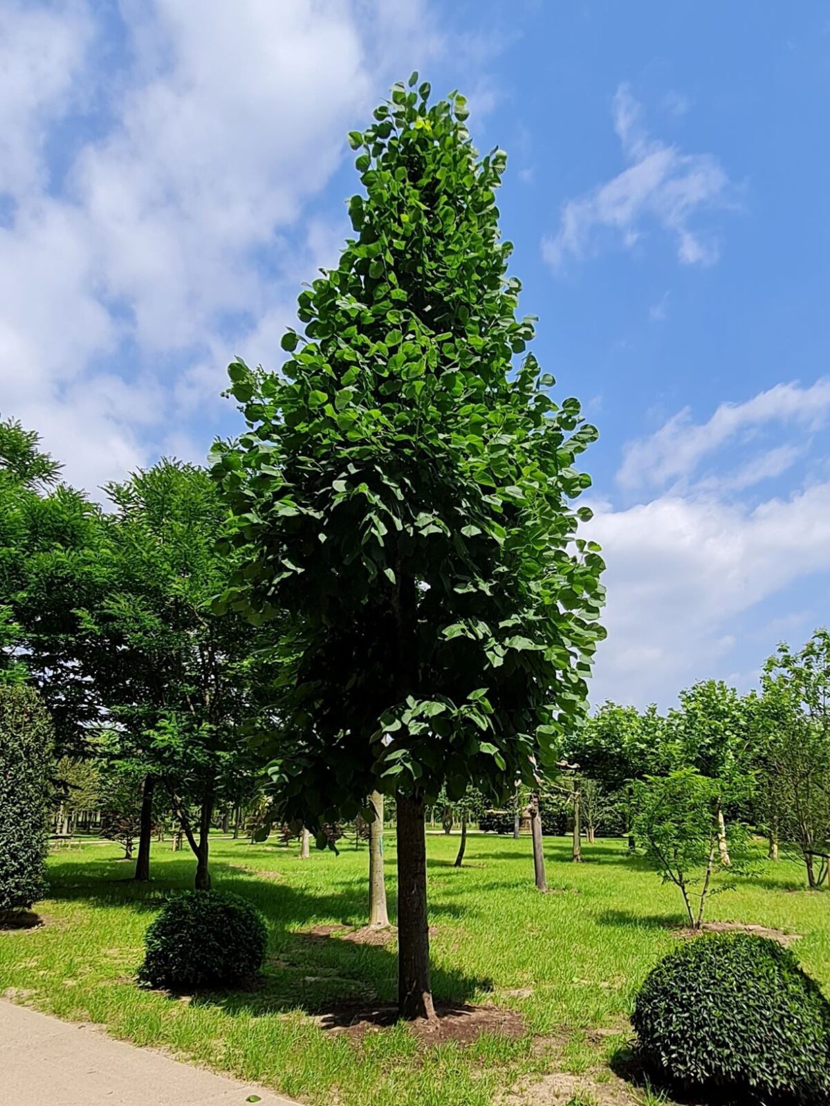 Koningslinde | Kandelabervorm