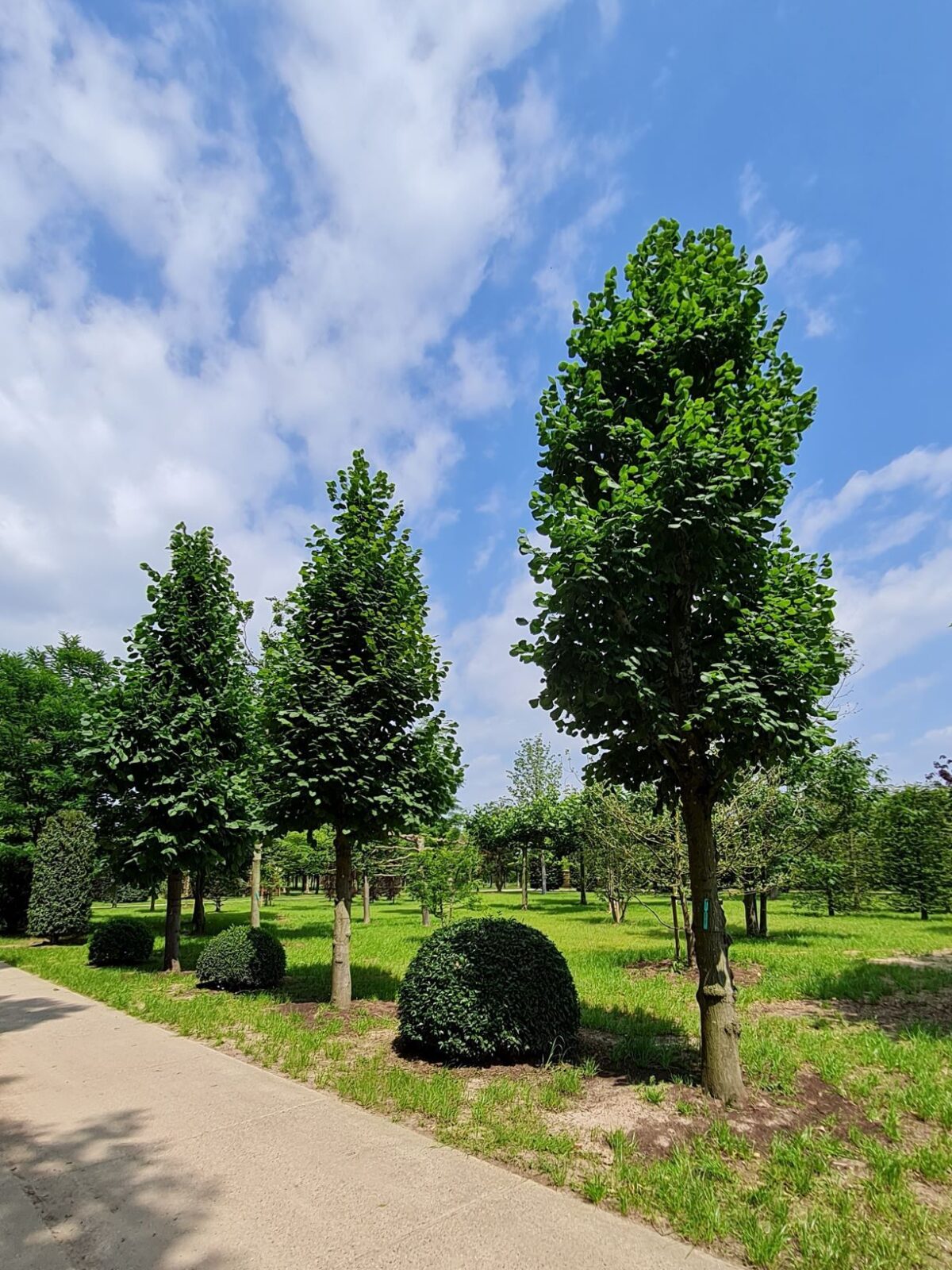 Koningslinde | Kandelabervorm