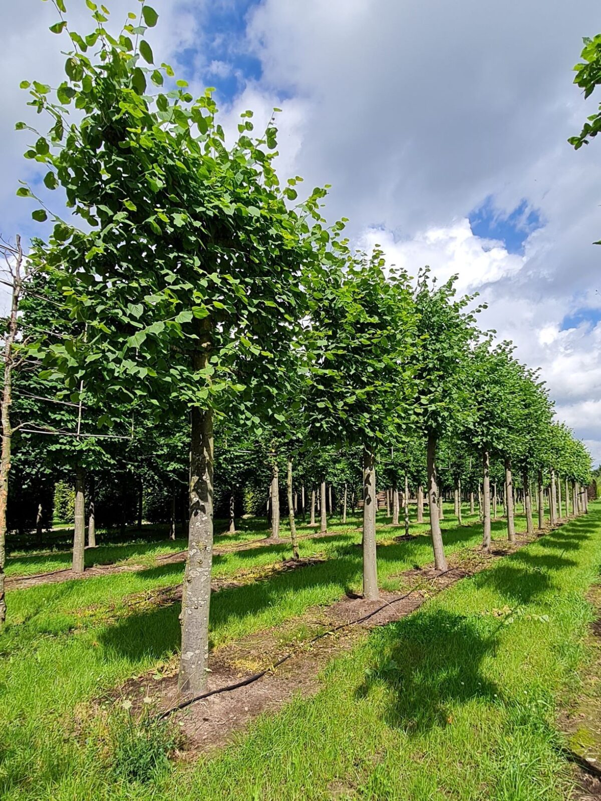 Zomerlinde | Leivorm