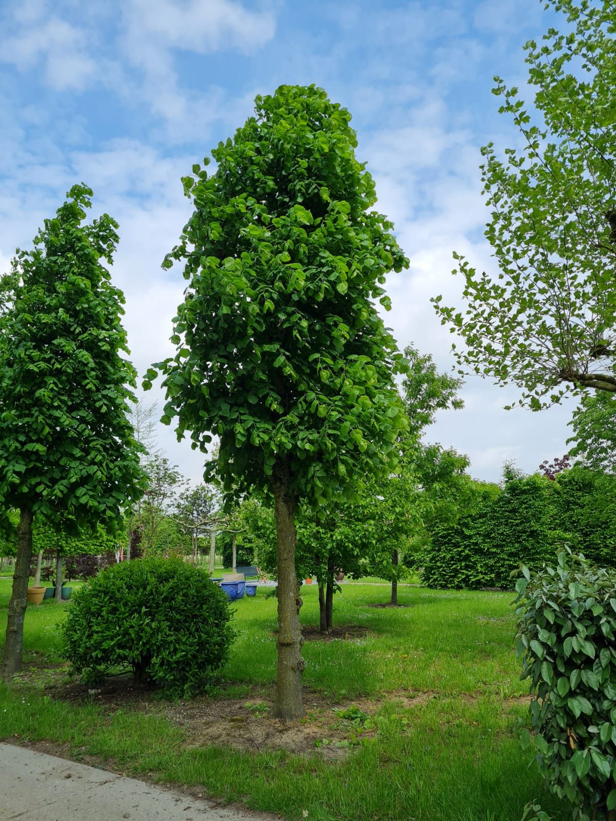 Koningslinde | Kandelabervorm