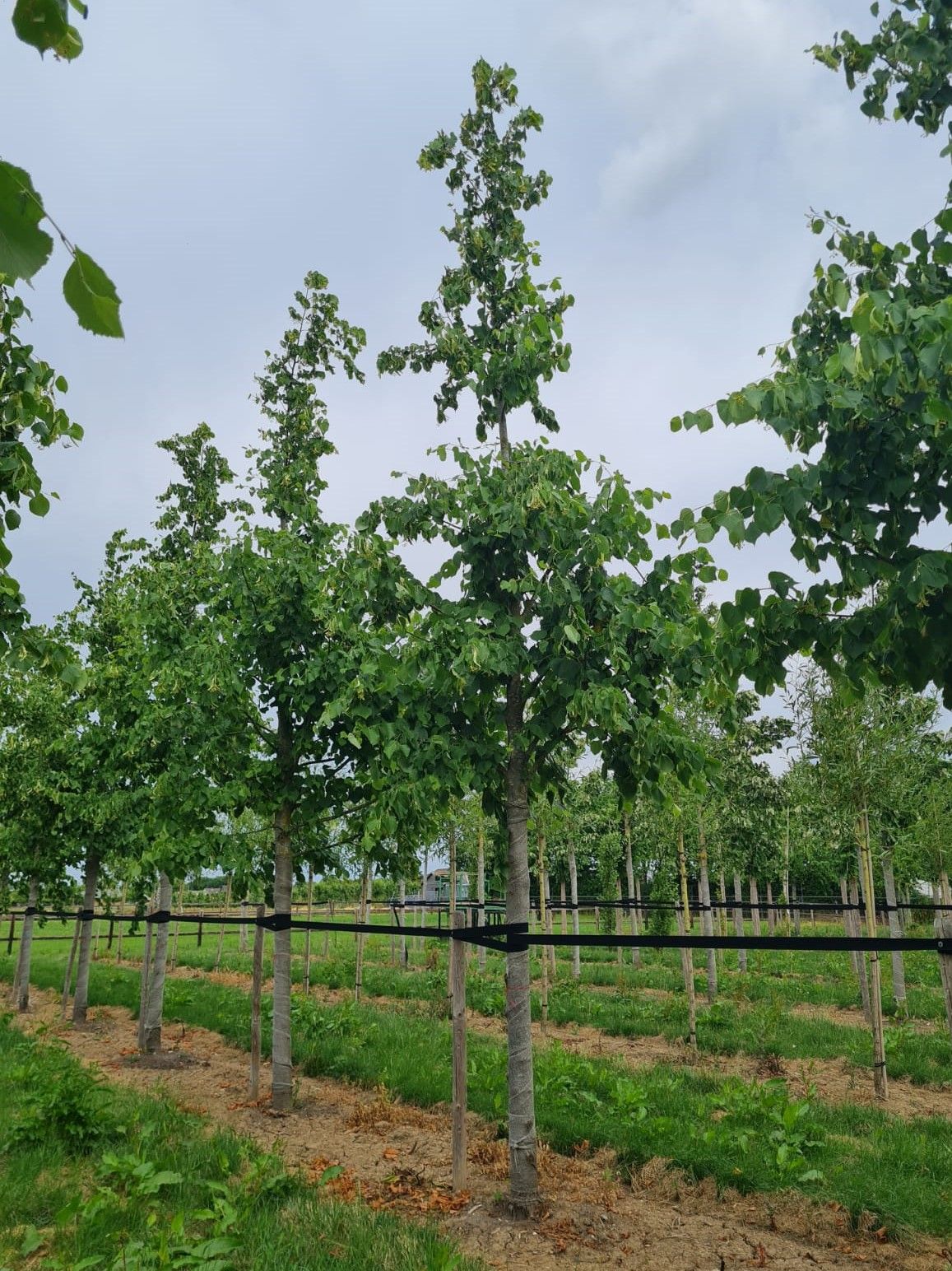 Koningslinde | Hoogstam