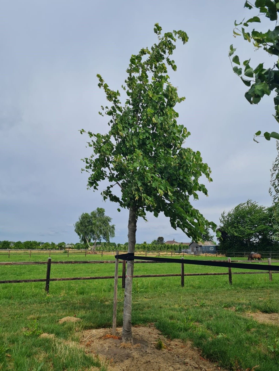 Koningslinde | Hoogstam