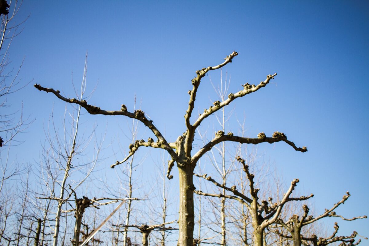 Zomerlinde | Dakvorm