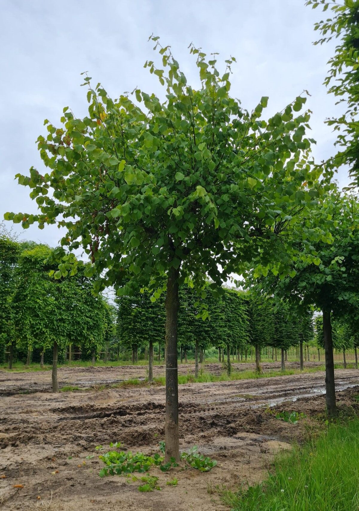 Zomerlinde | Dakvorm