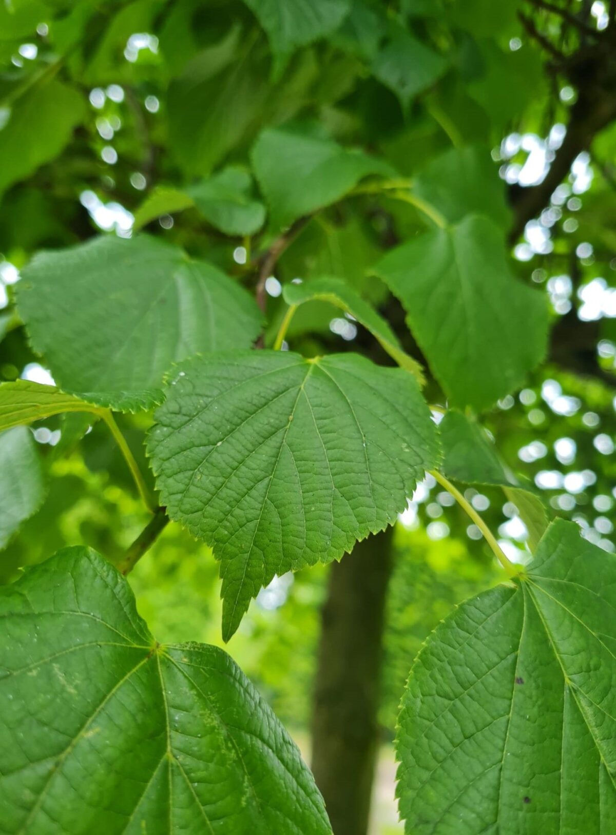 Zomerlinde | Dakvorm