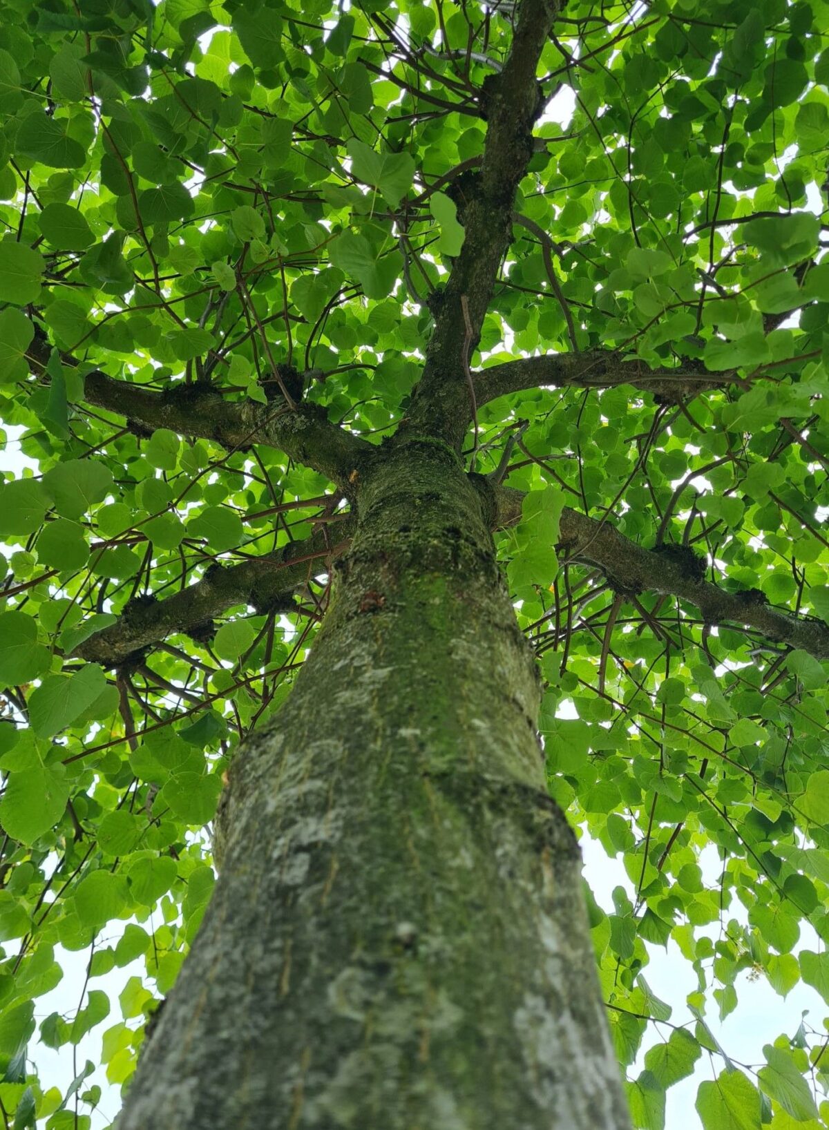 Zomerlinde | Dakvorm