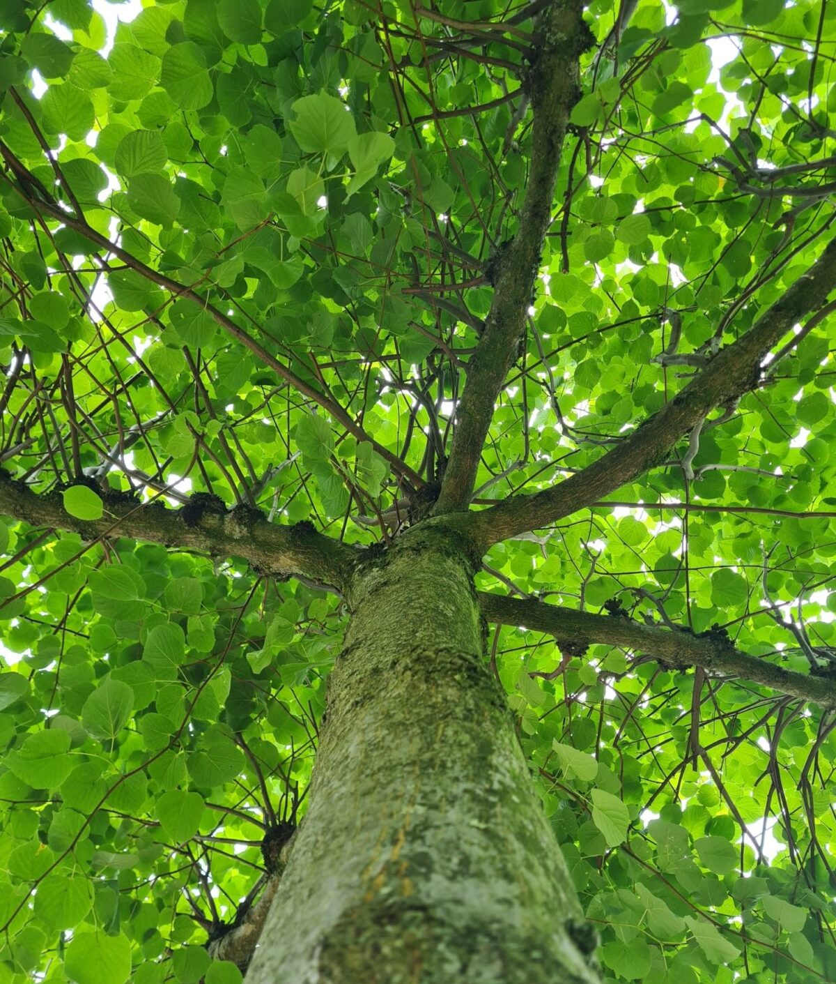 Zomerlinde | Dakvorm