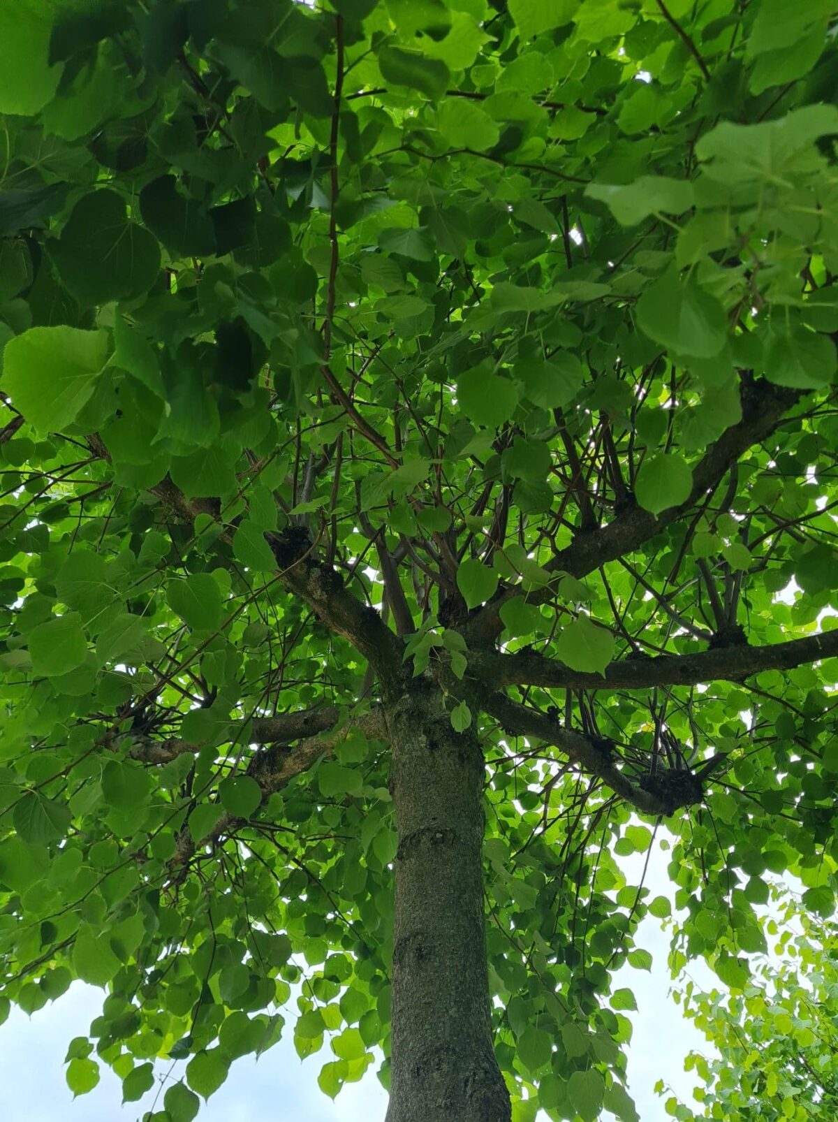 Zomerlinde | Dakvorm