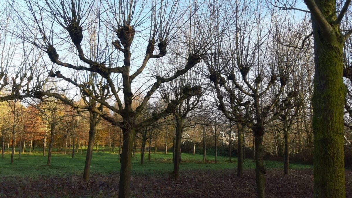 Koningslinde | Leivorm