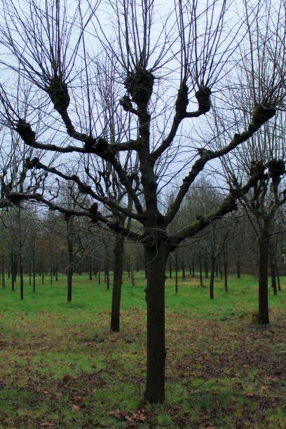 Koningslinde | Leivorm