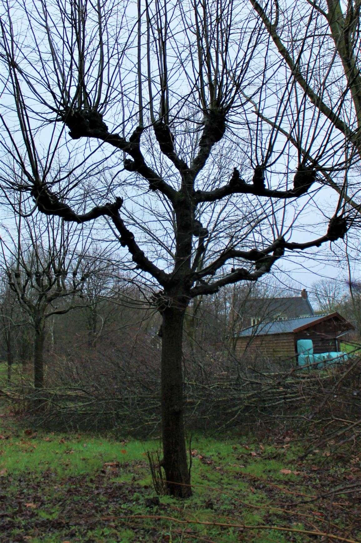 Koningslinde | Leivorm